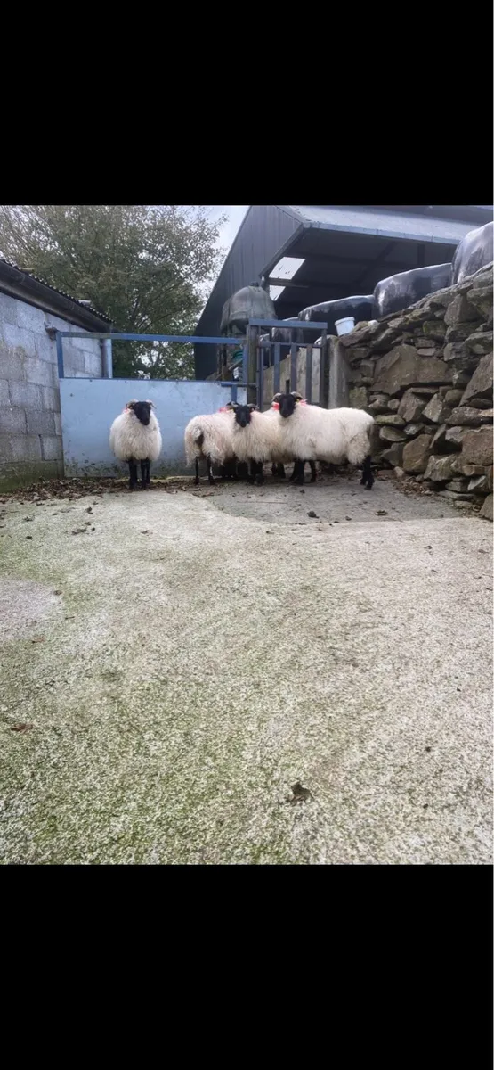 Ewe lambs - Image 4