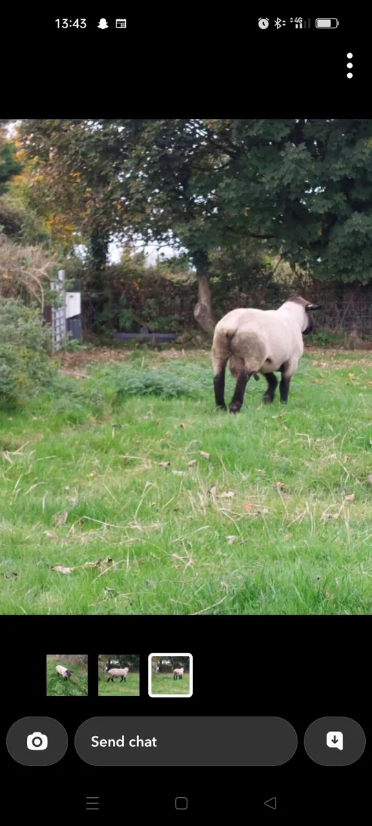 Charolais ram - Image 2