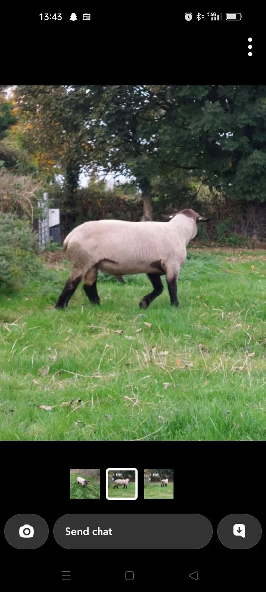 Charolais ram - Image 3