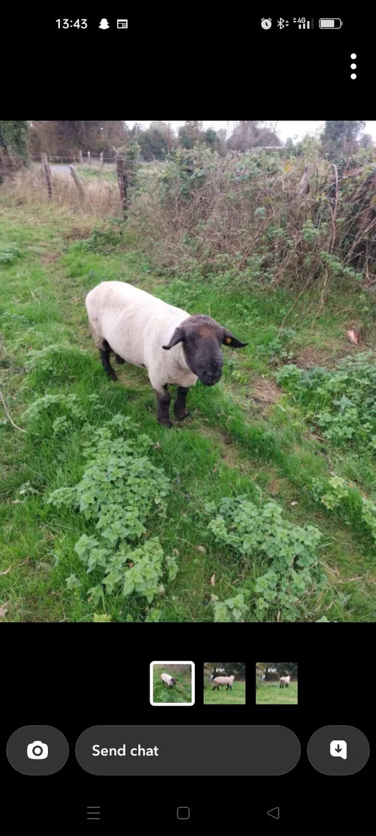 Charolais ram - Image 4