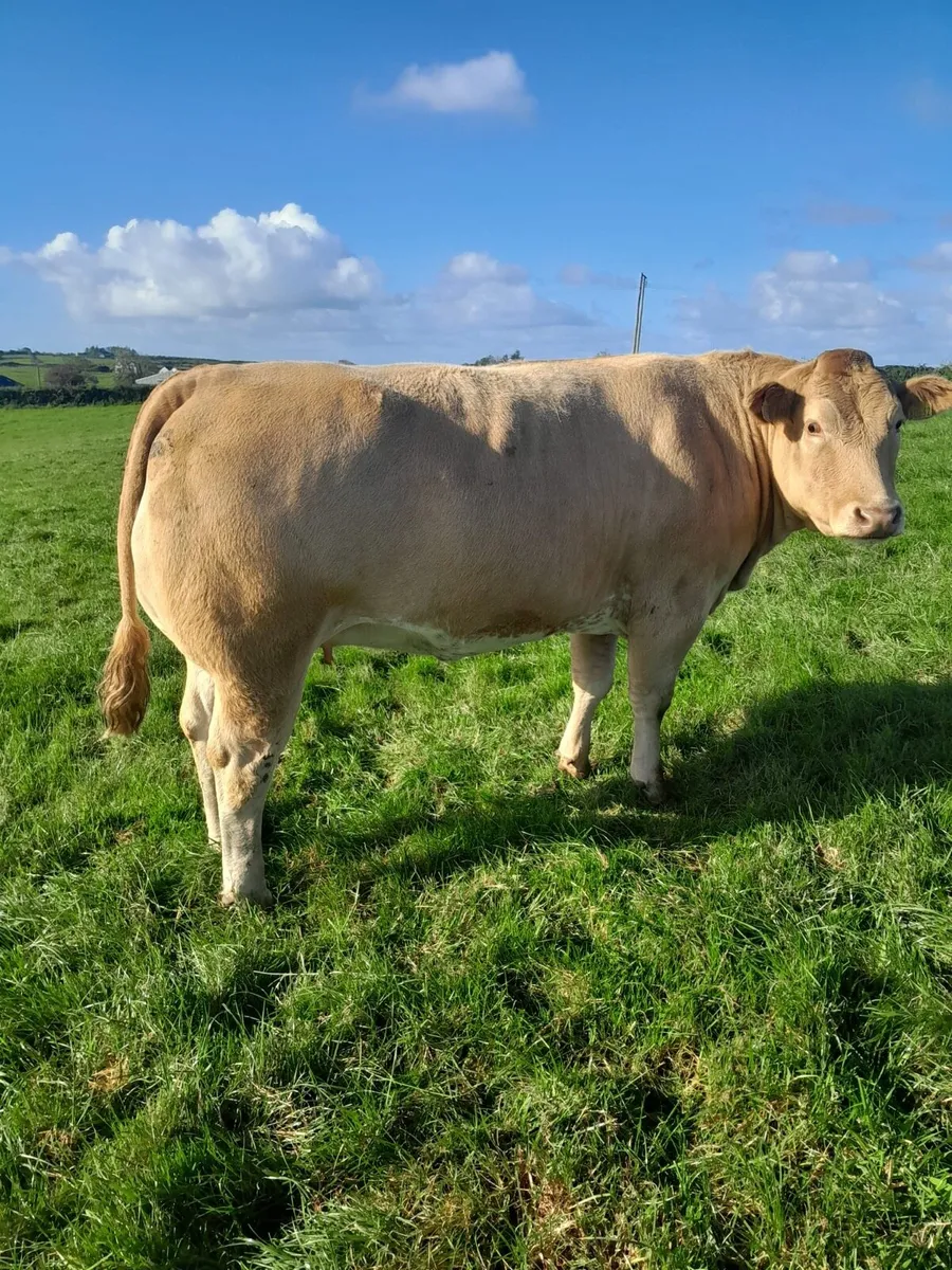 20 Top Quality Springers for Sale - Image 2