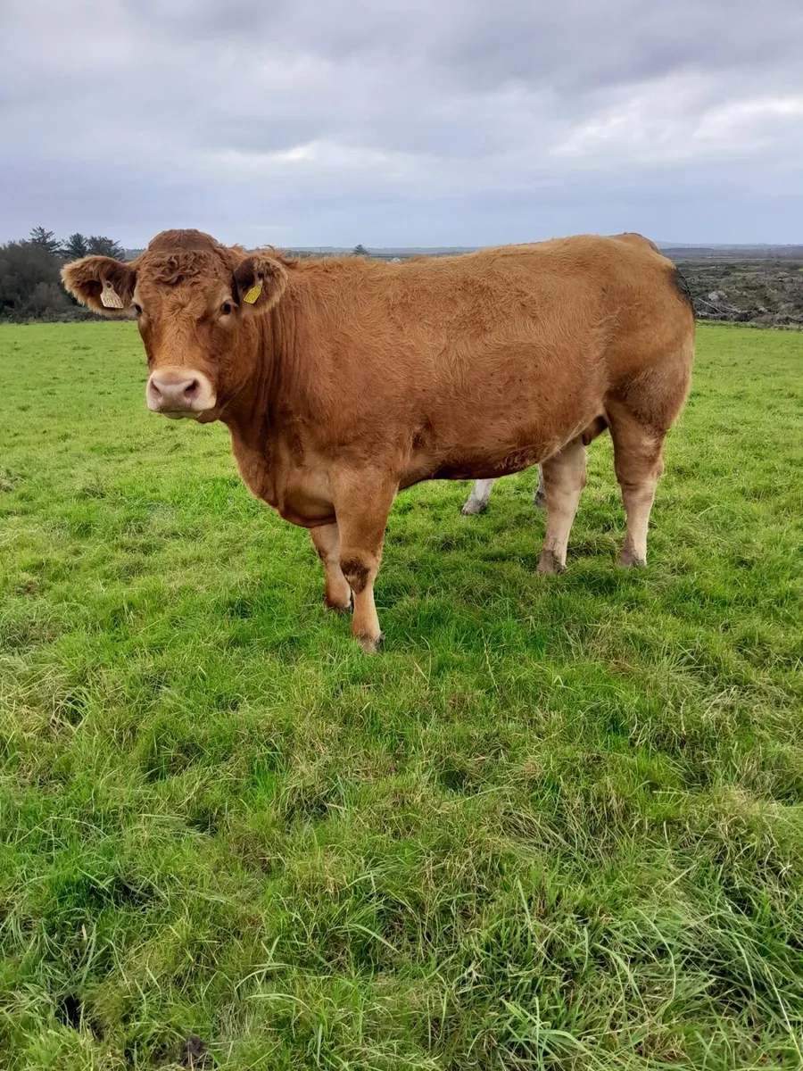 20 Top Quality Springers for Sale - Image 3