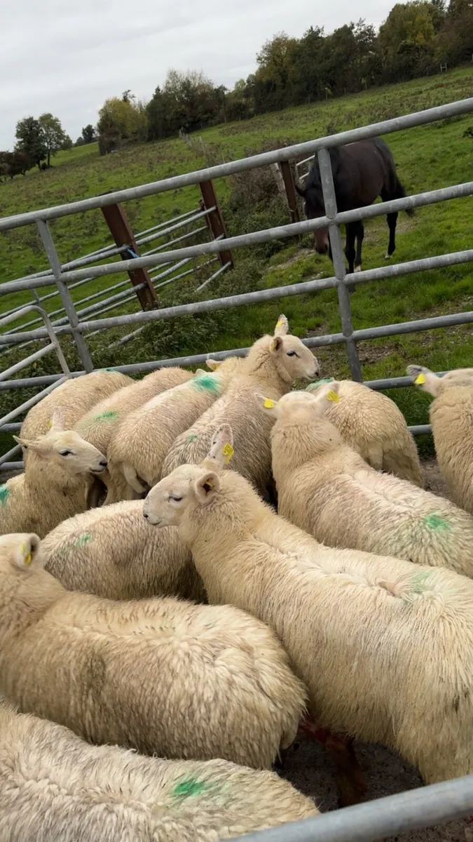 Wicklow Cheviot Ewe Lambs - Image 1
