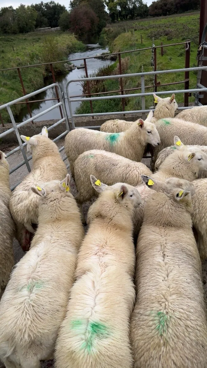 Wicklow Cheviot Ewe Lambs - Image 2