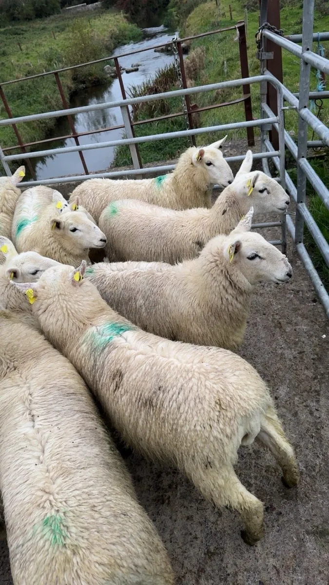 Wicklow Cheviot Ewe Lambs - Image 3