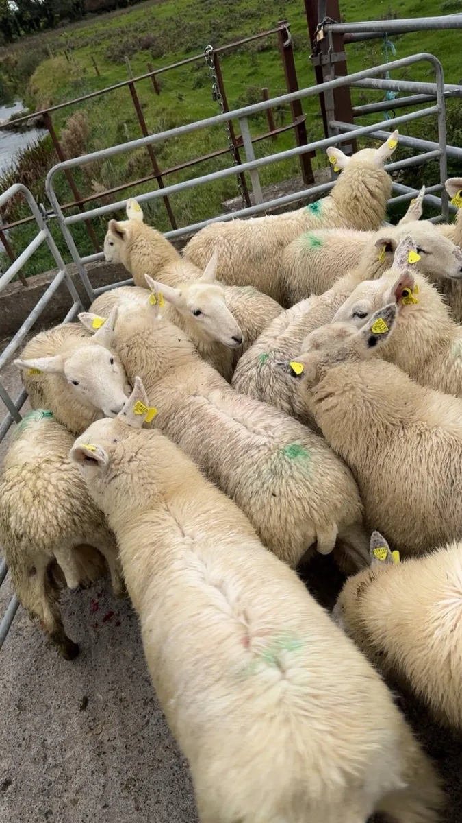 Wicklow Cheviot Ewe Lambs - Image 4