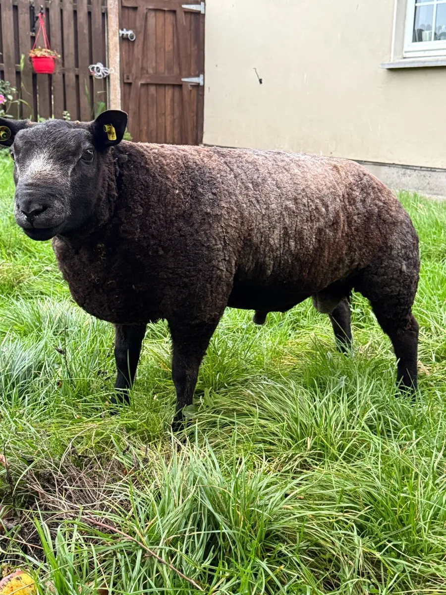 Pedigree Blue Texel Ram Lambs - Image 1