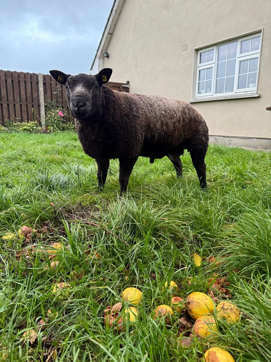 Pedigree Blue Texel Ram Lambs - Image 2