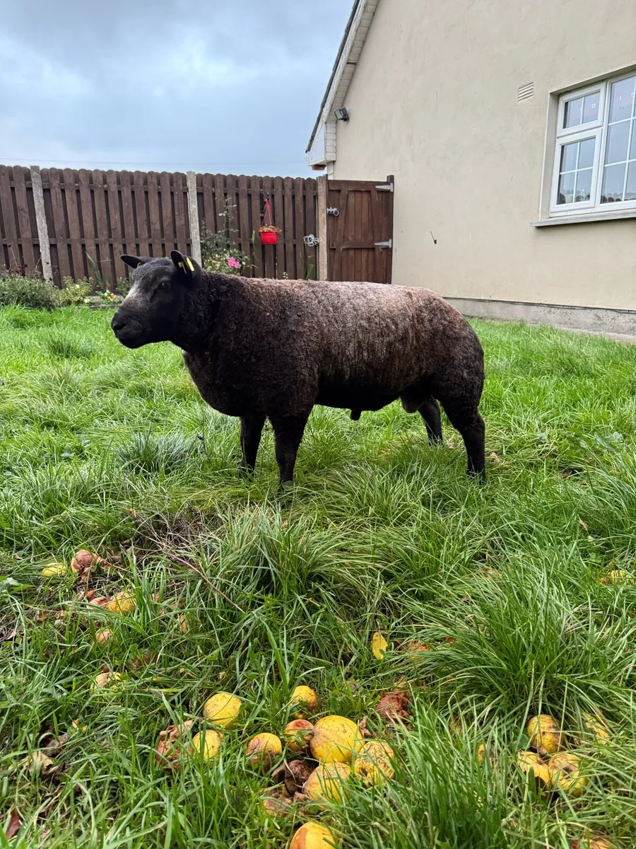 Pedigree Blue Texel Ram Lambs - Image 3