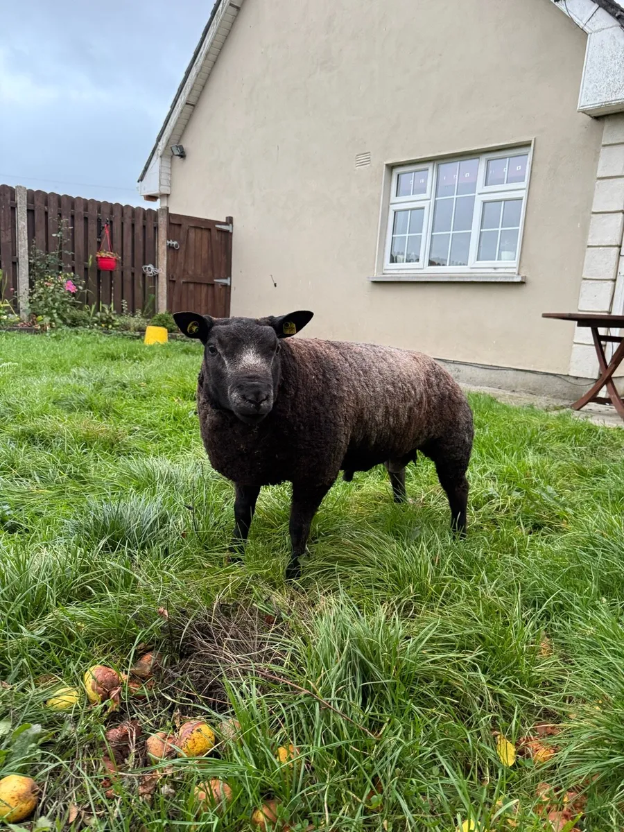 Pedigree Blue Texel Ram Lambs - Image 4