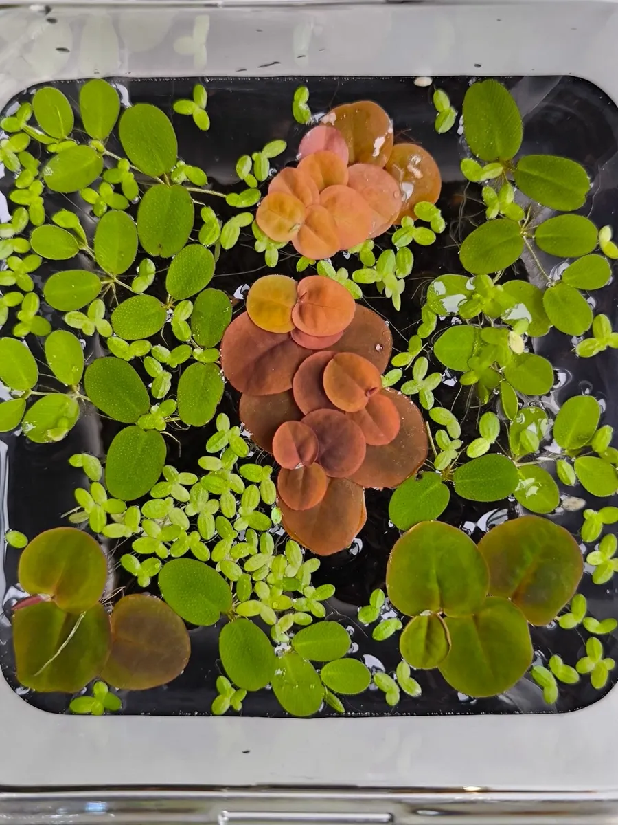 Dwarf Crayfish, Shrimp, Floating plants and Snail - Image 2