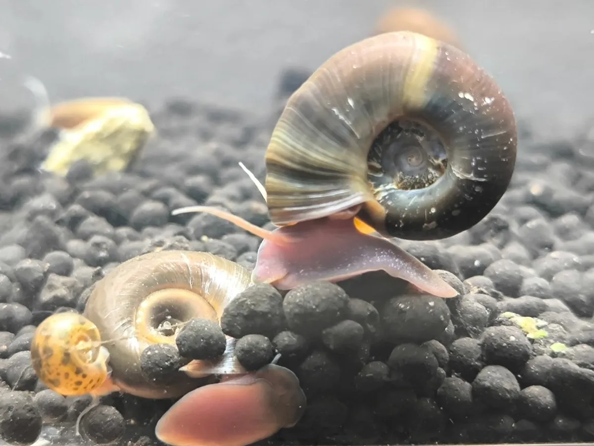 Dwarf Crayfish, Shrimp, Floating plants and Snail - Image 3