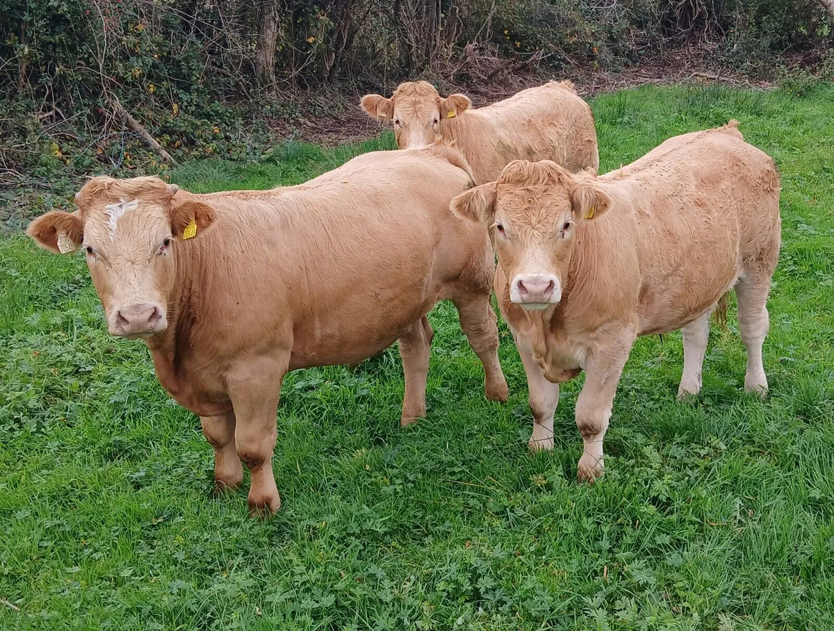 3 bullocks for sale in Mohill Mart - Image 1
