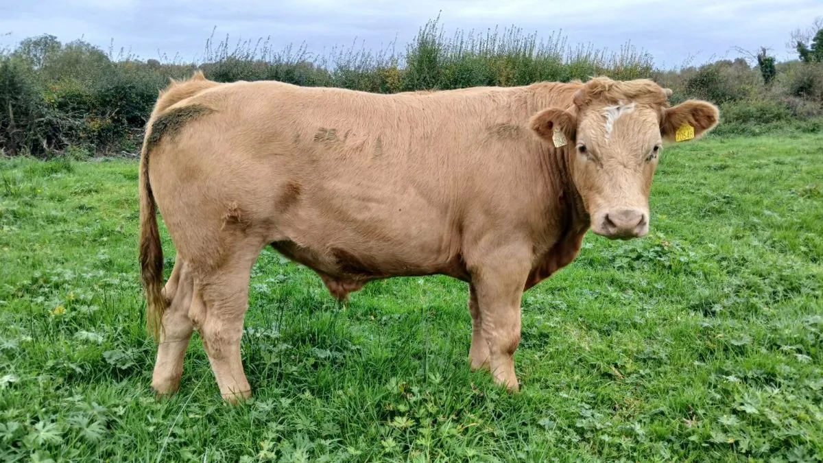 3 bullocks for sale in Mohill Mart - Image 2