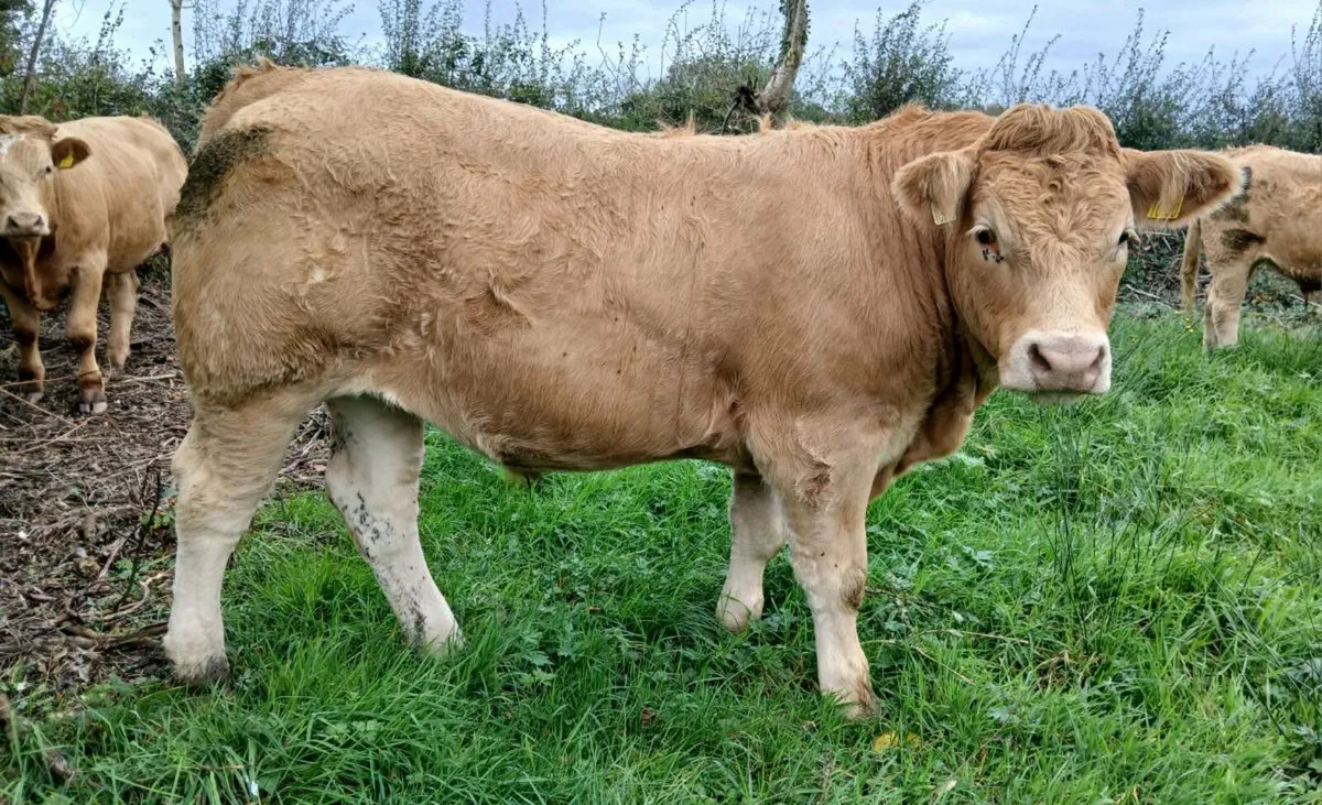 3 bullocks for sale in Mohill Mart - Image 3