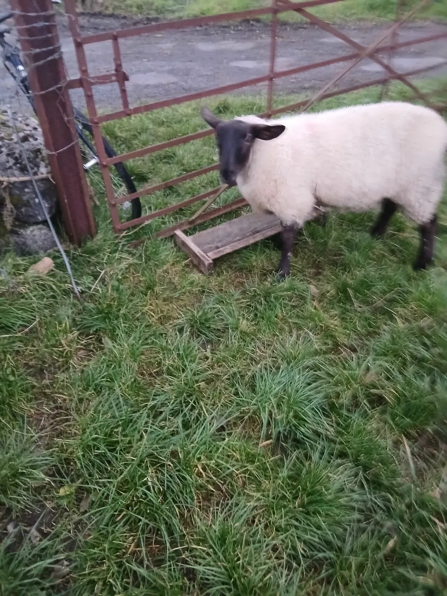 Butchers lambs - Image 1