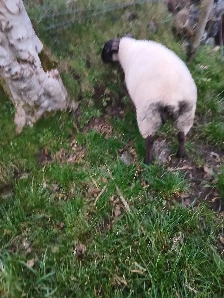Butchers lambs - Image 2