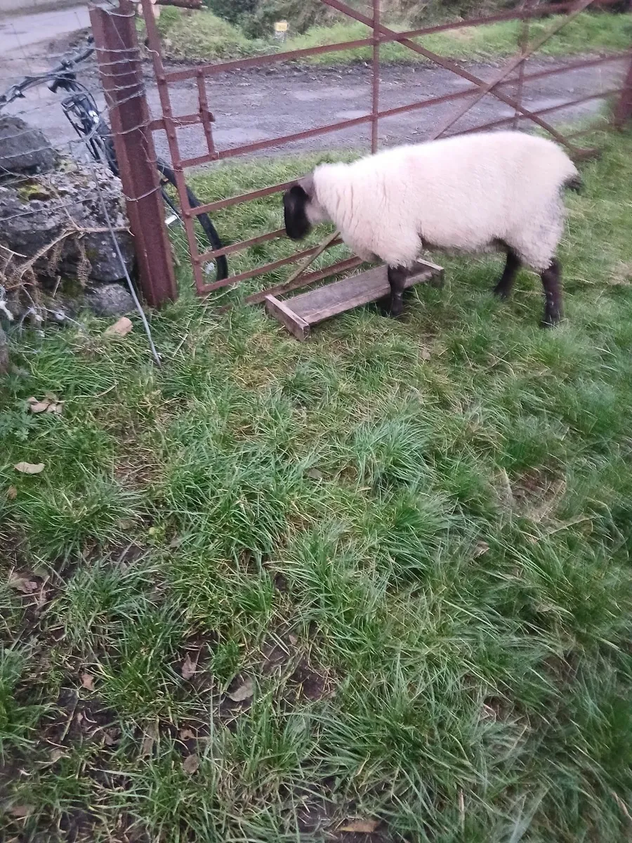 Butchers lambs - Image 3