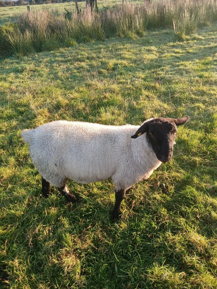 Butchers lambs - Image 4