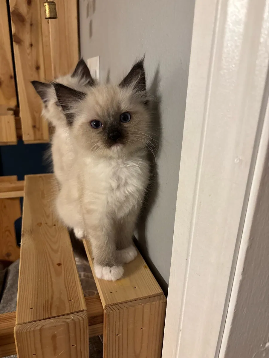 Ragdoll Kitten - Image 1