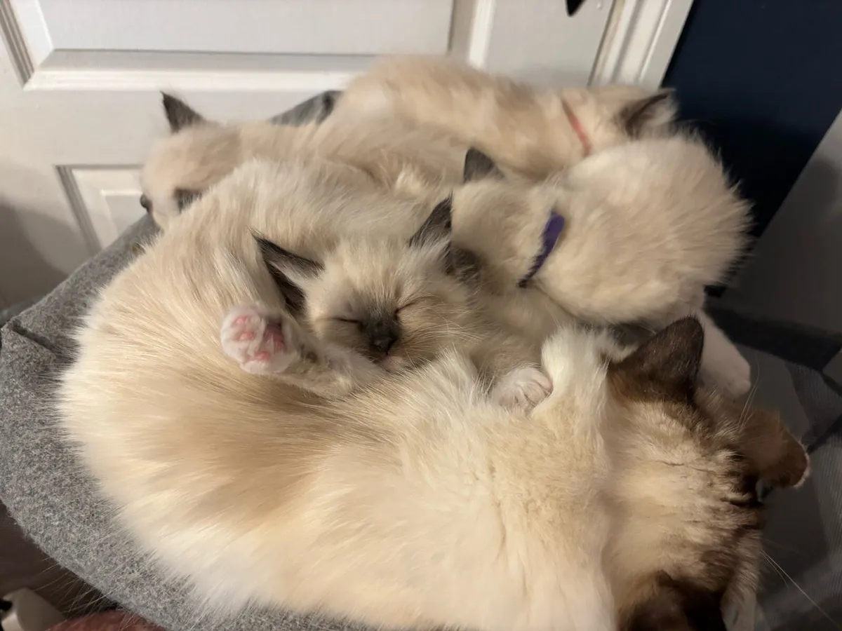 Ragdoll Kitten - Image 2