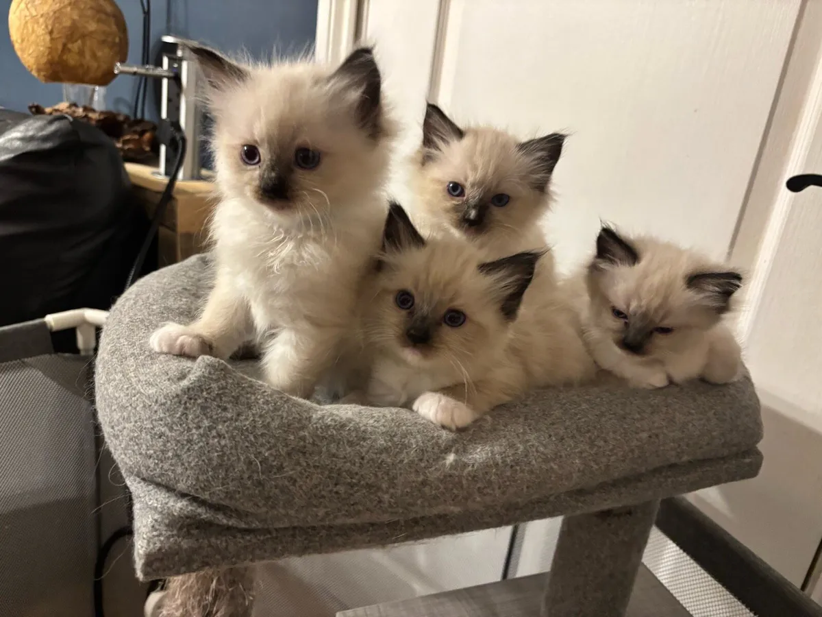Ragdoll Kitten - Image 3
