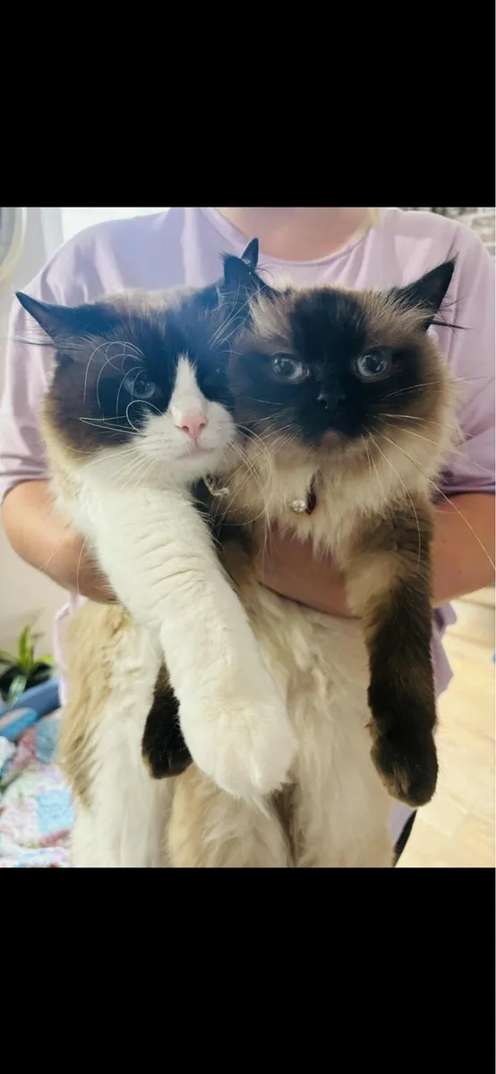 Ragdoll Kitten - Image 4
