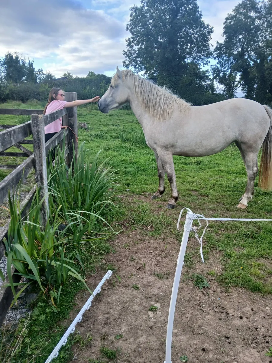 Haflinger x Connemara pony