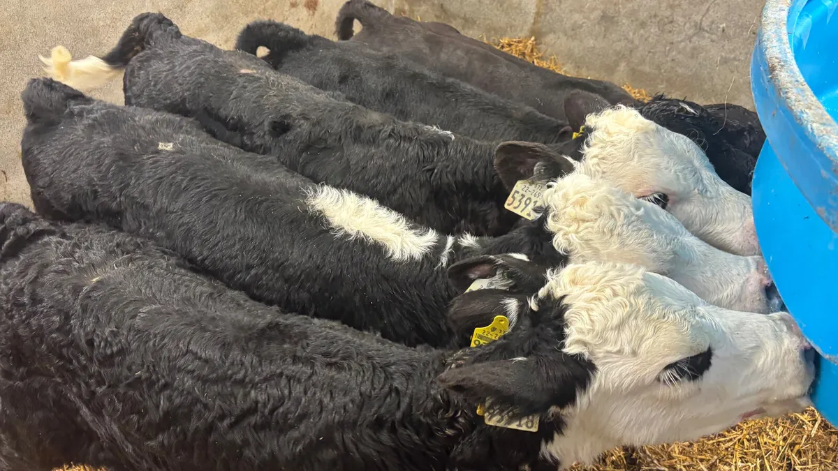 5 Quality Bull Calves - Image 1
