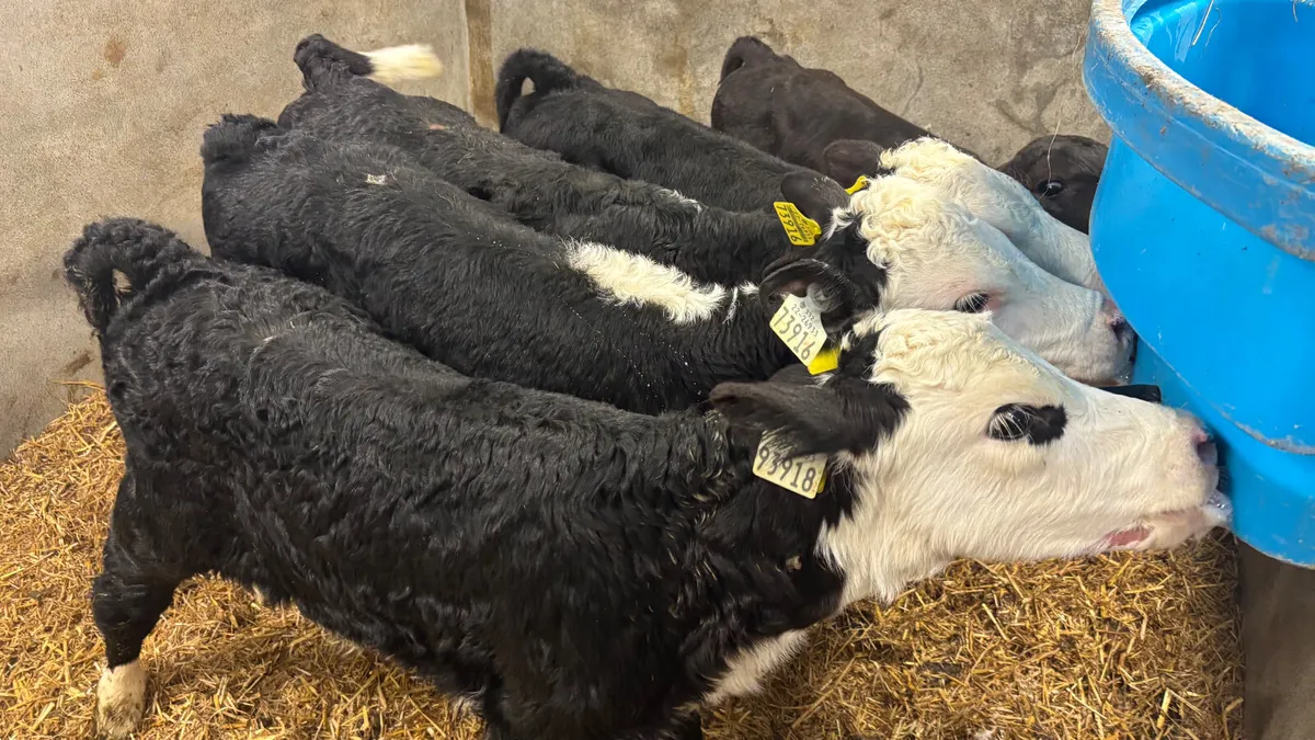 5 Quality Bull Calves - Image 4