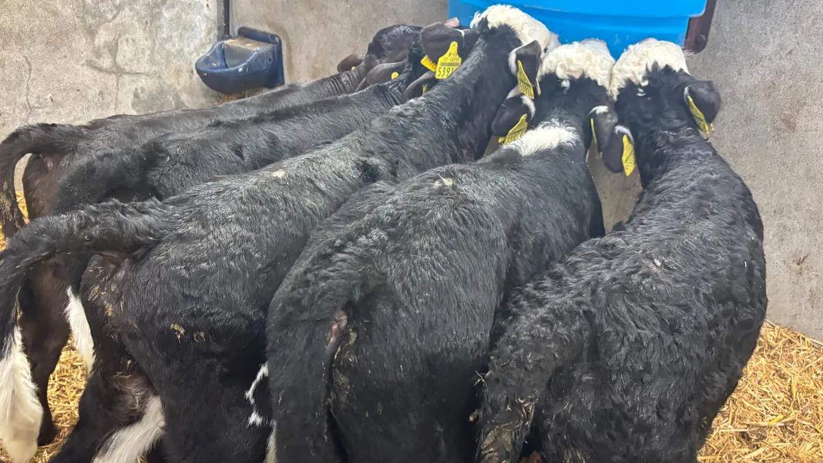 5 Quality Bull Calves - Image 2