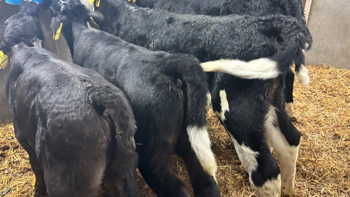 5 Quality Bull Calves - Image 3