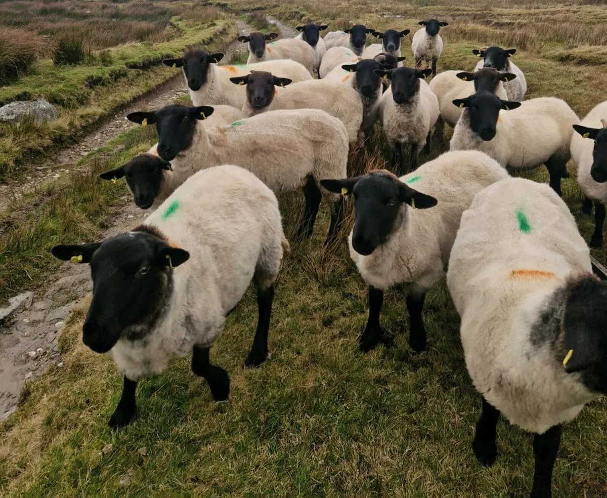 Hogget Ewes - Image 1