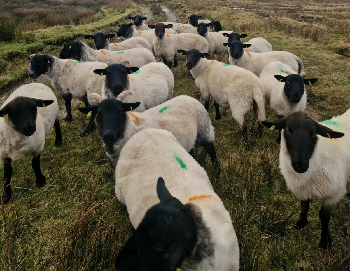 Hogget Ewes - Image 2