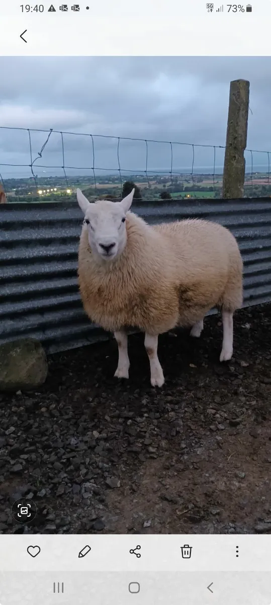 Hill North Country Cheviot ram lamb - Image 1