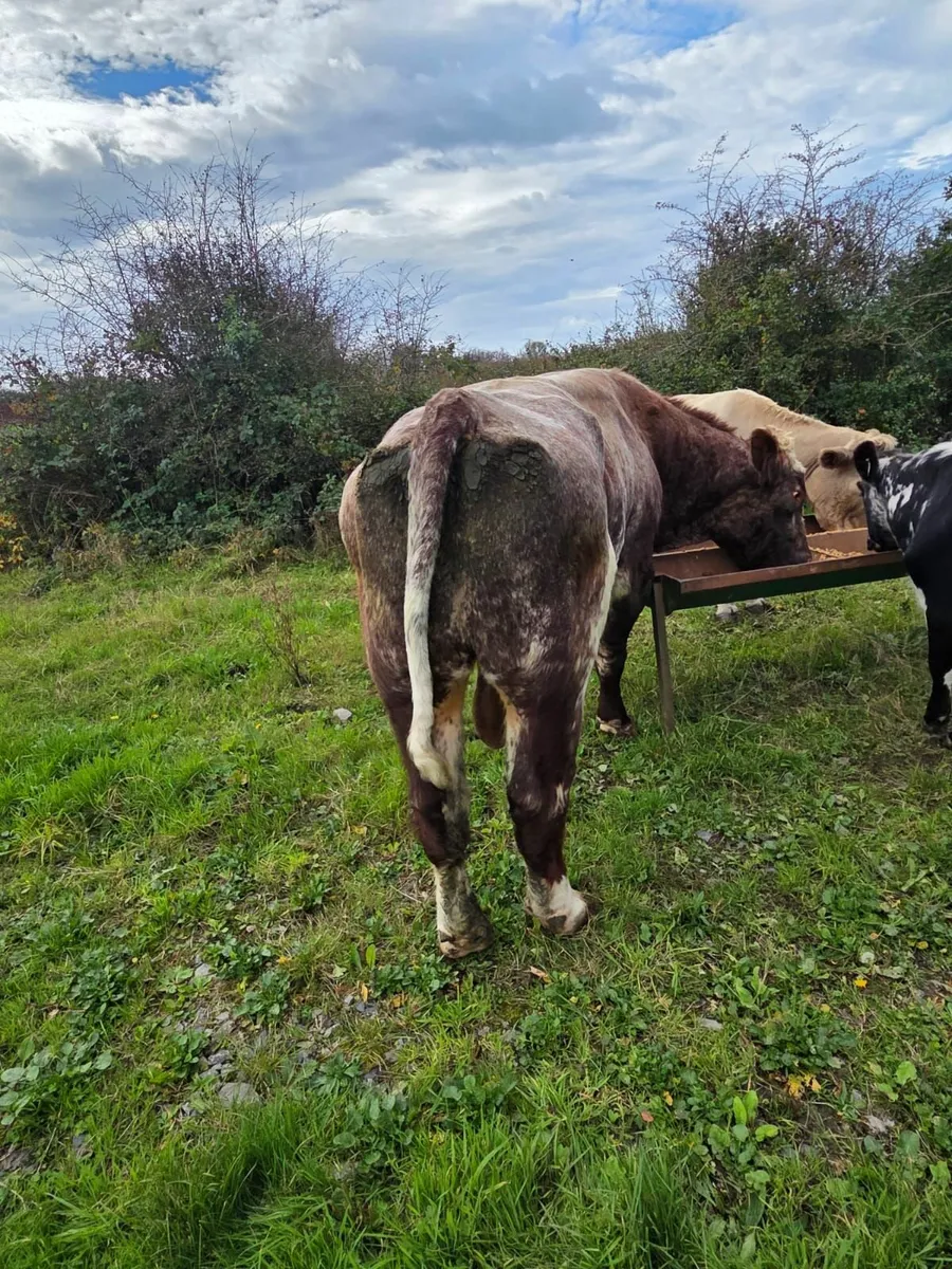 Bull - Image 1