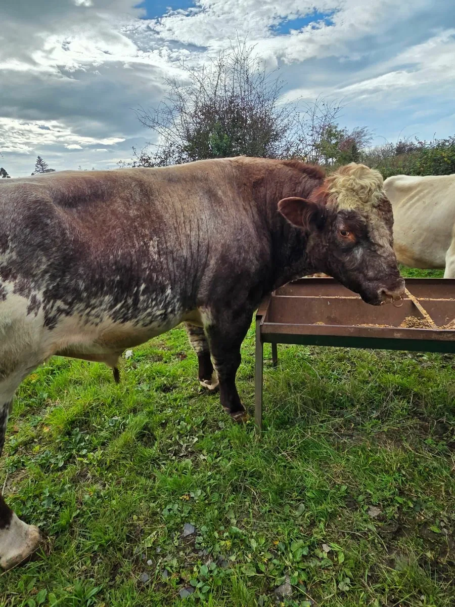 Bull - Image 2