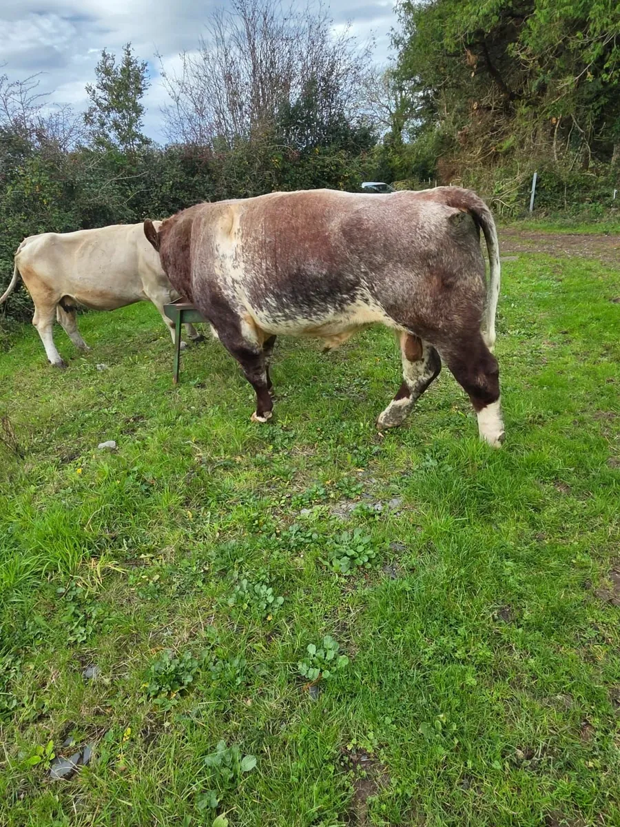 Bull - Image 3