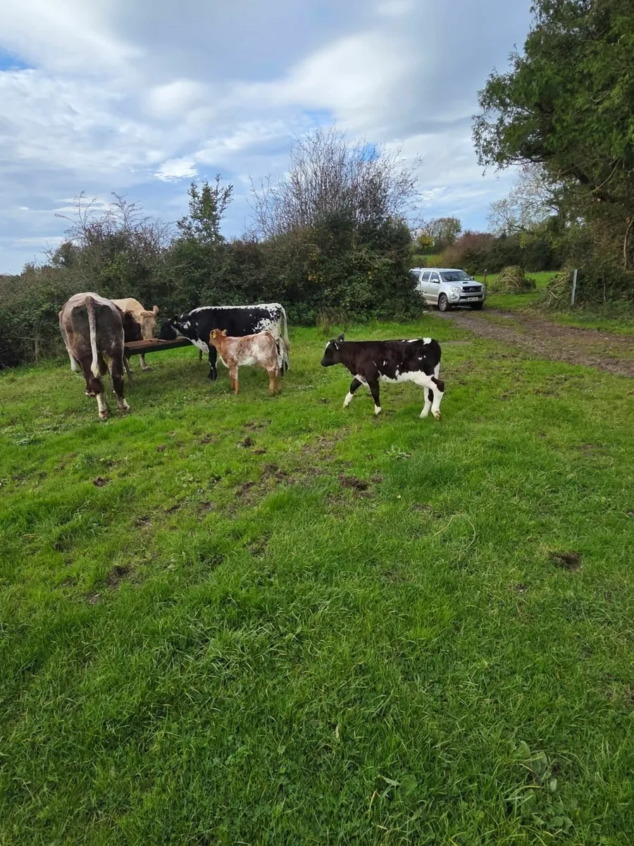 Bull - Image 4
