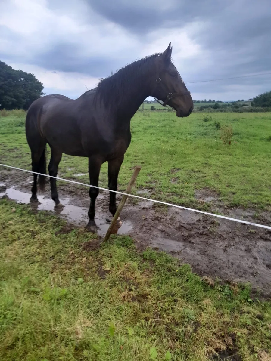 3yo Sligo candy boy - Image 1