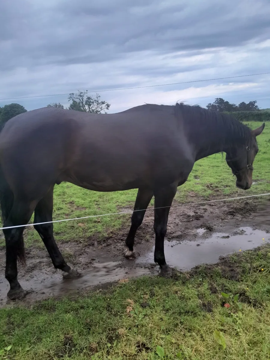 3yo Sligo candy boy - Image 2