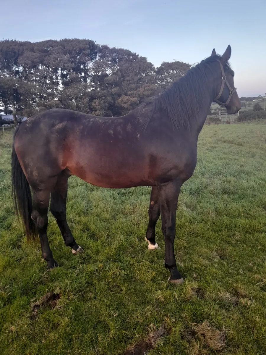 3yo Sligo candy boy - Image 3