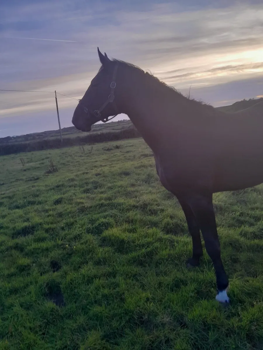 3yo Sligo candy boy - Image 4