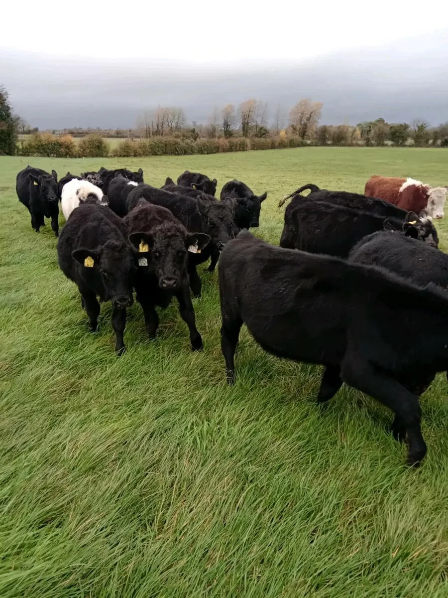 14 Angus/Hereford Weanling Heifers - Image 1