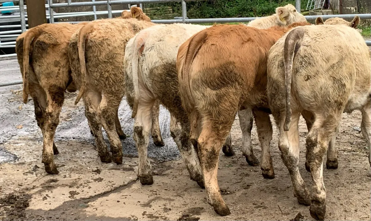 5 u grade 280kg heifers - Image 1