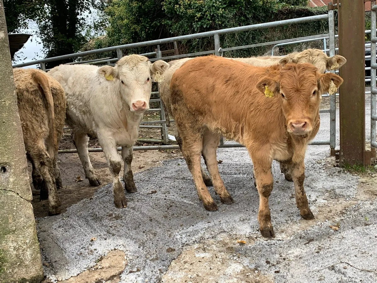 5 u grade 280kg heifers - Image 2