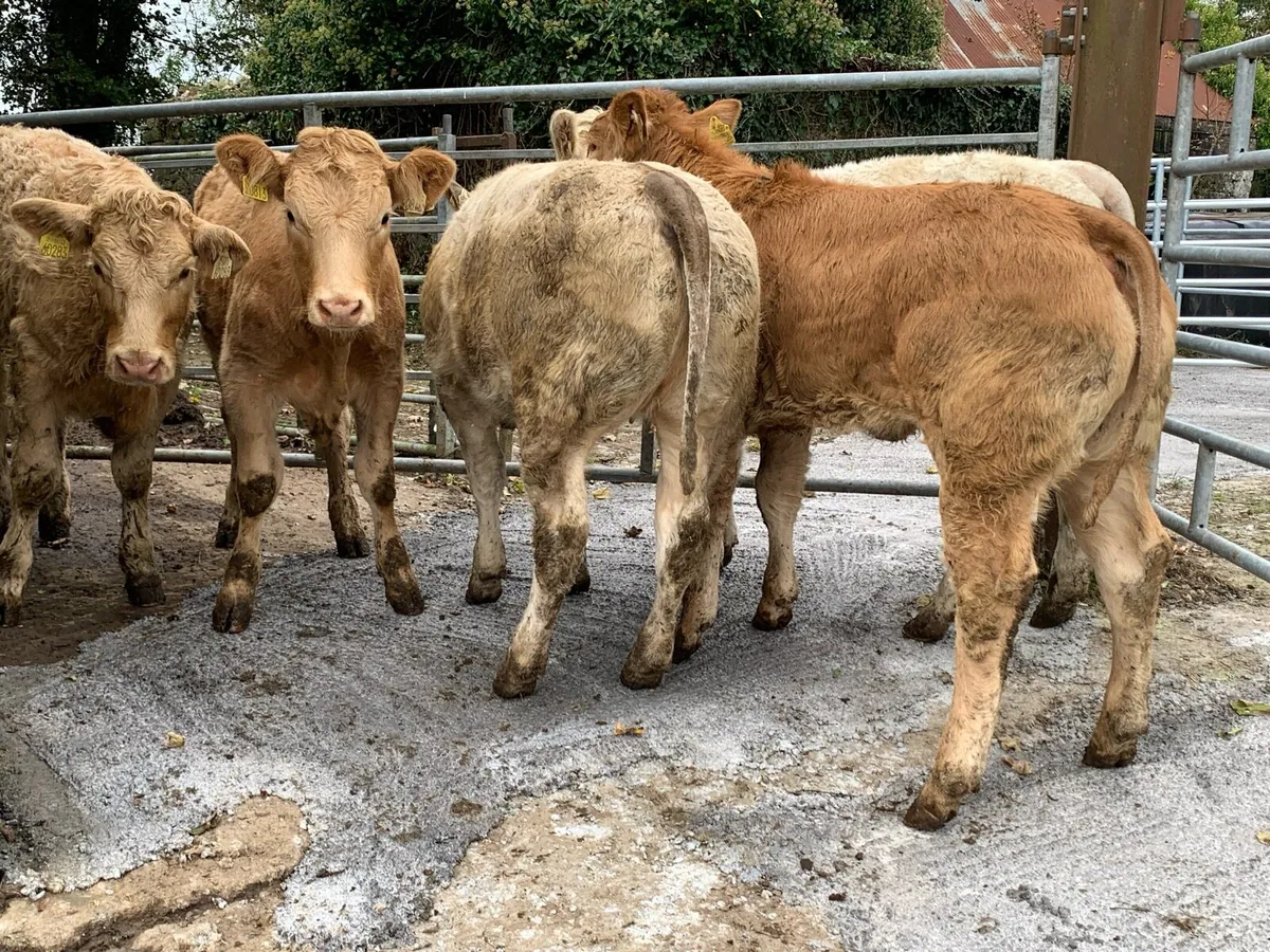 5 u grade 280kg heifers - Image 3