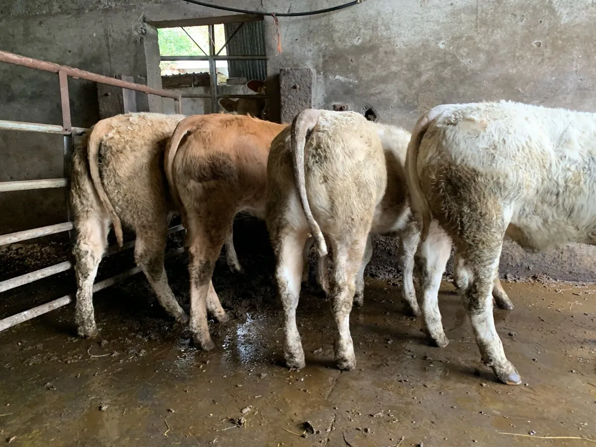 5 u grade 280kg heifers - Image 4