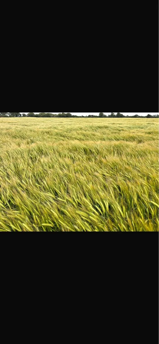 Land wanted for corn Galway/Roscommon