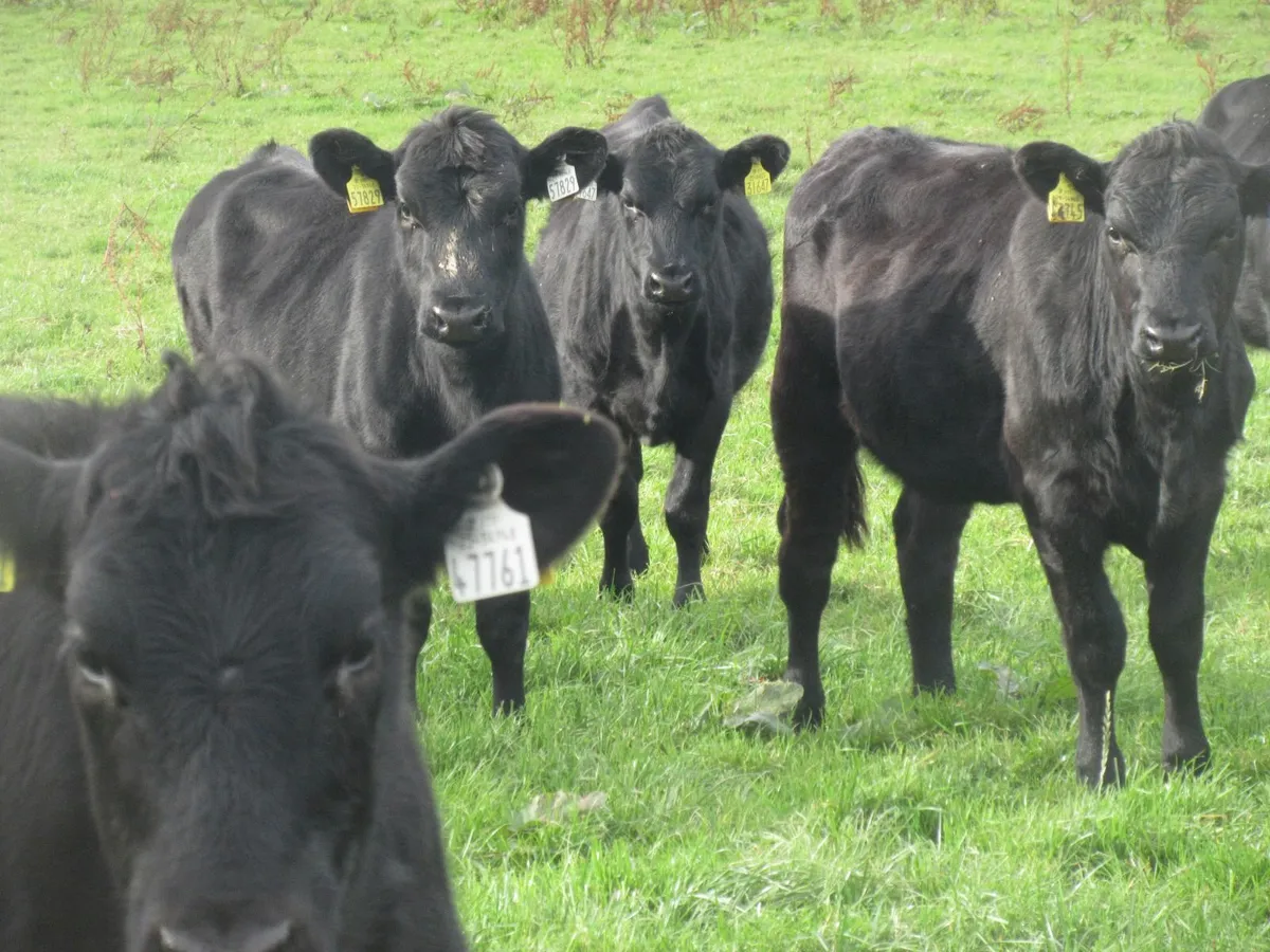 30 aberdeen angus heifer weanlings - Image 4